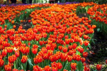 Tulip garden