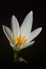 Zephyranthes candida on a black background