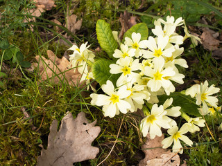 Primula vulgaris. Common wild primrose, aka P. acaulis.
