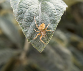Araña