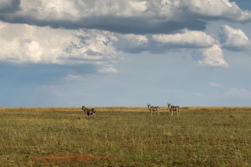 Antelope, National park Ezemvelo. South Africa. 

