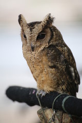 owl and bird of night 