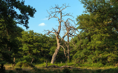 oak forest