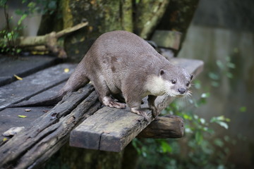 Otter 