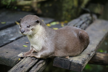 Otter 