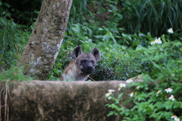 Obraz premium Hyena
