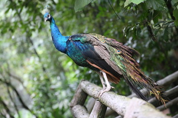 Obraz premium Peacock
