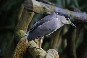 Black-crowned Night Heron in Thailand 