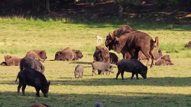 Female wisent (Bison bonasus) poops before walking to the left in shot. Group of wisent rest. Big bull stand in center. Some wild boars are visible as well.