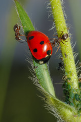 ladybug with ants © amarok17wolf