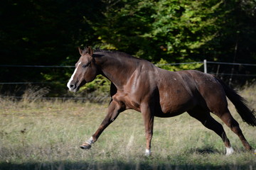 Sprint eines Westernpferdes