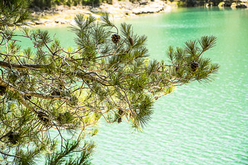 Pine branches on the background of turquoise lake
