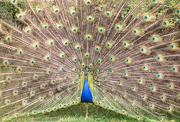 Peacock with open tail