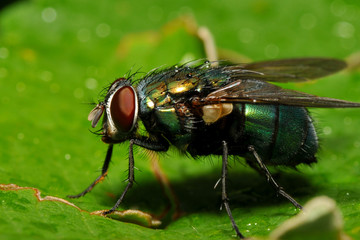 Naklejka premium schillernd grüne Fliege