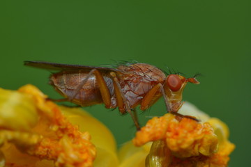 Hornfliege saugt Nektar an einer Blüte