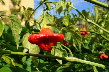 peperoncino a forma di fiore-peperoncino piccante