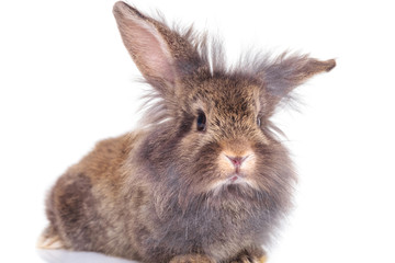  lion head rabbit bunny holding his ears up.