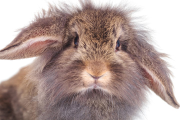 lion head rabbit bunny looking at the camera.