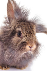 Close up picture of a cute lion head rabbit bunny