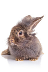 Picture of a cute lion head rabbit bunny sitting
