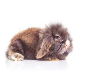 Cute lion head rabbit bunny lying