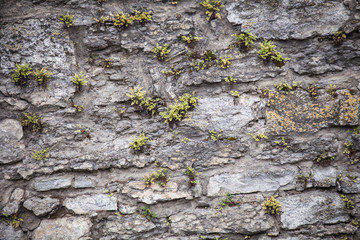 Medieval wall made from stones