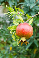 Pomegranate on the branch.