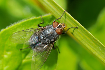 Fliegenmakro