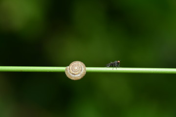 Fliege und Schnecke
