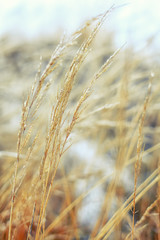 Frozen dry grass