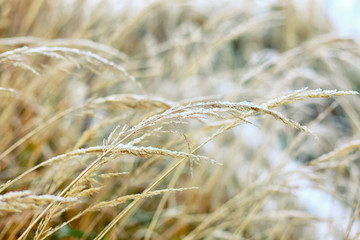 Fototapeta premium Frozen dry grass