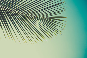 Palm leaf, retro color stylized, over sky background
