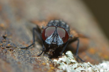 Fliegenmakro