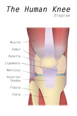 The Human Knee Diagram