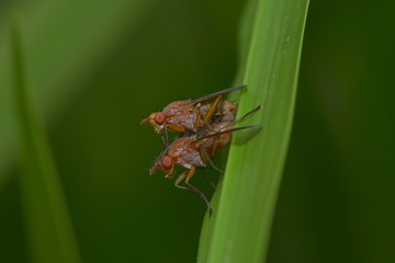 Fliegenpaarung