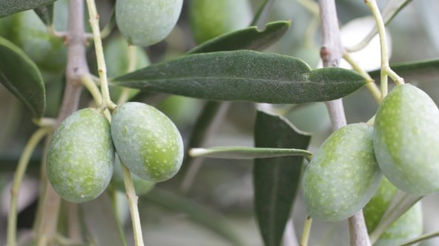 The Olive or Olea europaea- fruit of the genuine olive tree