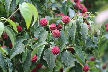 Red berries