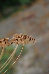 dill fennel dry seed