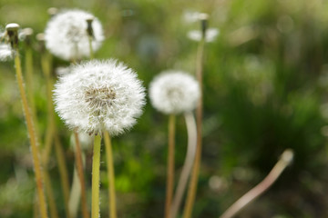 Dandelions and Green Weeds in Spring