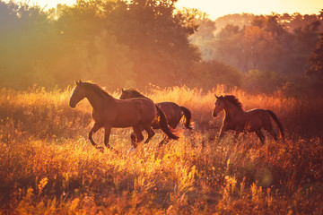 Naklejka premium horse