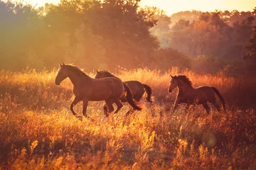 Fotobehang paard © ashva