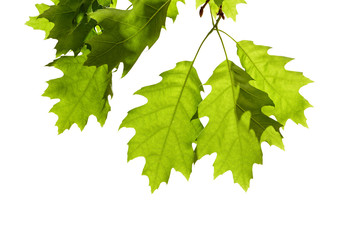 Spring Oak Leaves on Branch Isolated on White