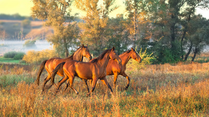 horse