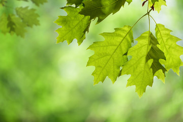 Spring Oak Leaves on Branch Isolated against Green Canopy