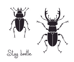 Male and female stag beetle, Lucanus cervus, Stag-beetle