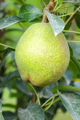 the branch of pear