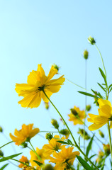 Yellow cosmos flower