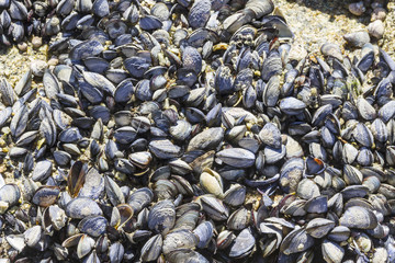 Mussels