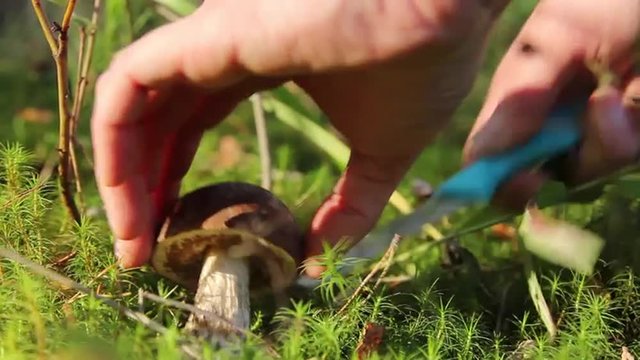 Person Cutting Boletus Mushroom