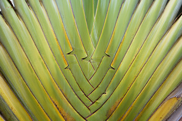 Ravenala madagascariensis sonn